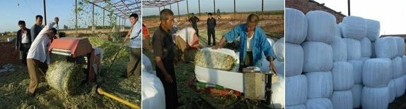 青贮饲料发酵菌 青储饲料发酵